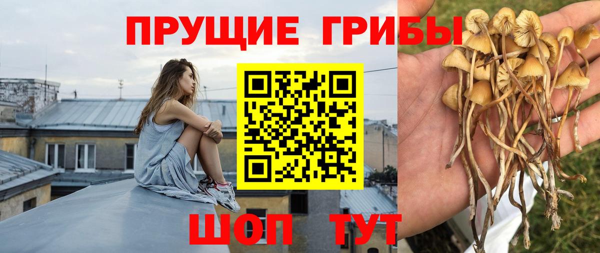 Псилоцибиновые грибы Cubensis Брянск